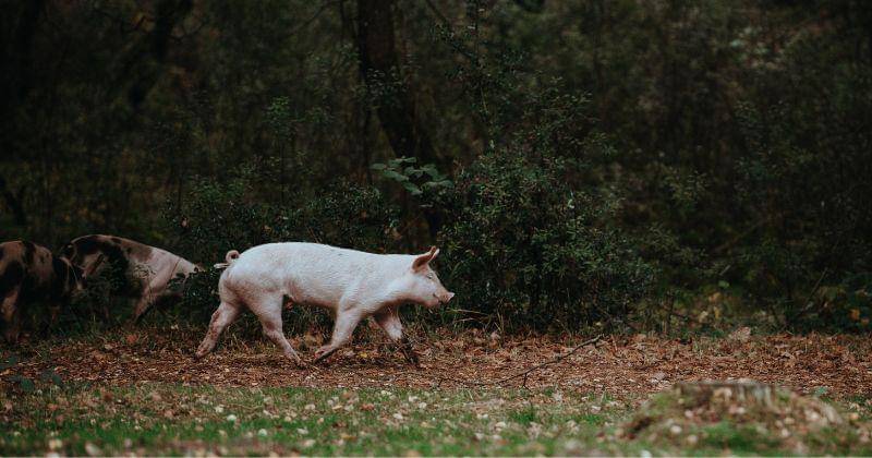 Unsplash/Annie Spratt